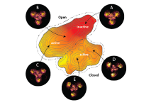 schematic of atomic force microscopy results showing 5 states of the protein and the energy landscape