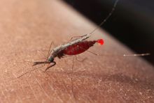 photo of mosquito feeding on a human
