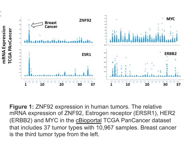 ZNF92 expression in human tumors.