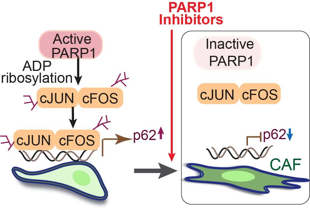 Schematic depicting how PARP inhibitors activate CAFs.