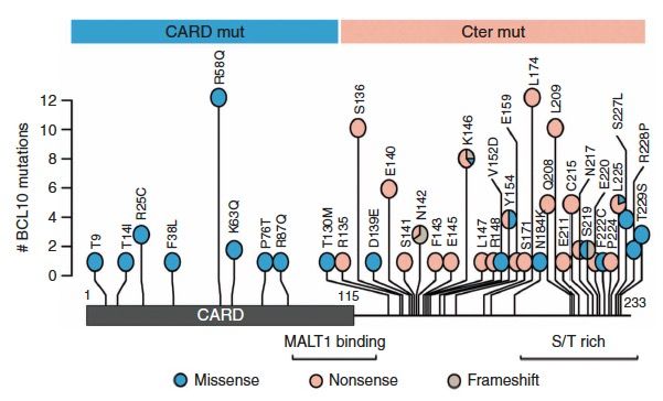 Two categories of BCL10 mutations in DLBCL were identified: Missense mutations in the CARD domain and truncating mutations in the C-terminal.