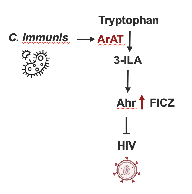 Schematic of HIV inhibition by C. immunis. C. immunis preventsHIV infection by expressing ArAT, which produces, 3-ILA, which activates Ahr.