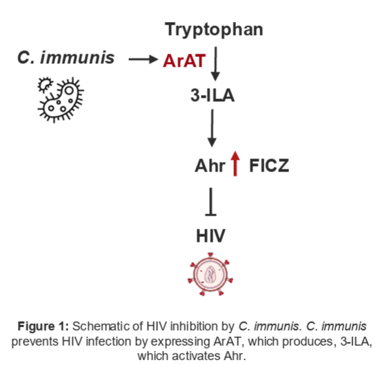 Schematic of HIV inhibition by C. immunis.