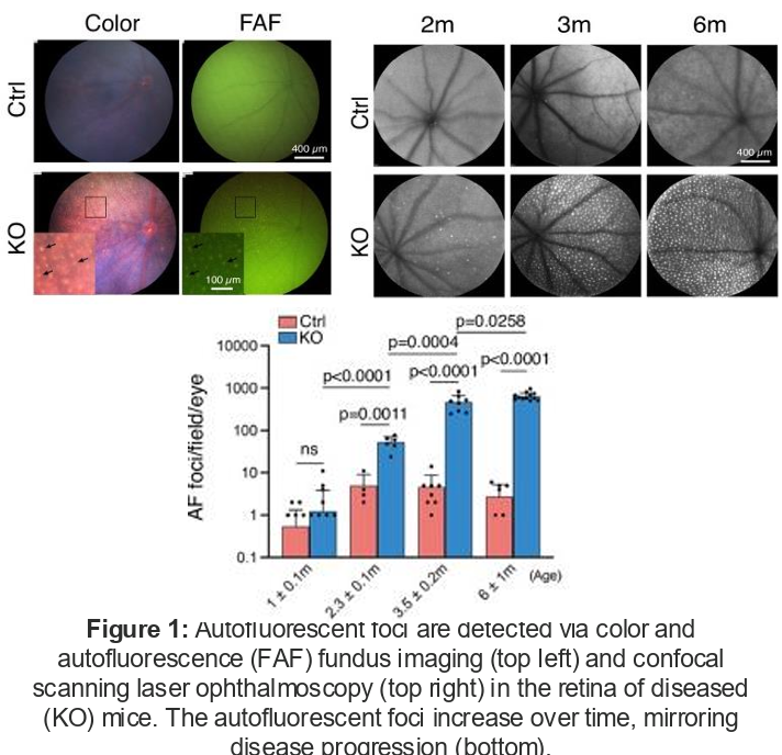 Autofluorescent foci increase over time, mirroring disease progression.