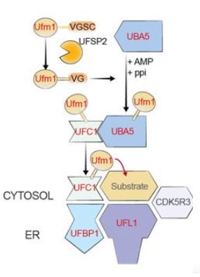 Representation of UFMylation cascade.