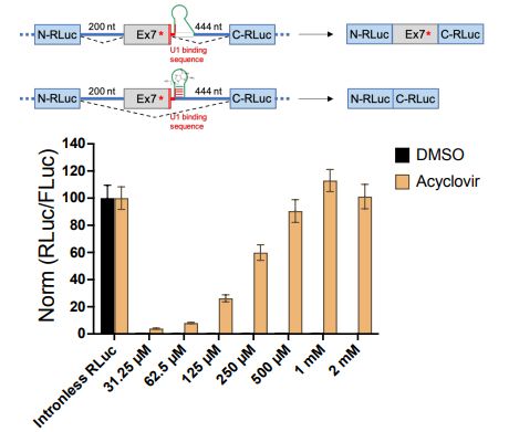 Schematic showing how splicing cassette regulates gene expression (top). Acyclovir-induced activation of the luciferase reporter gene correlated with dosage (bottom)