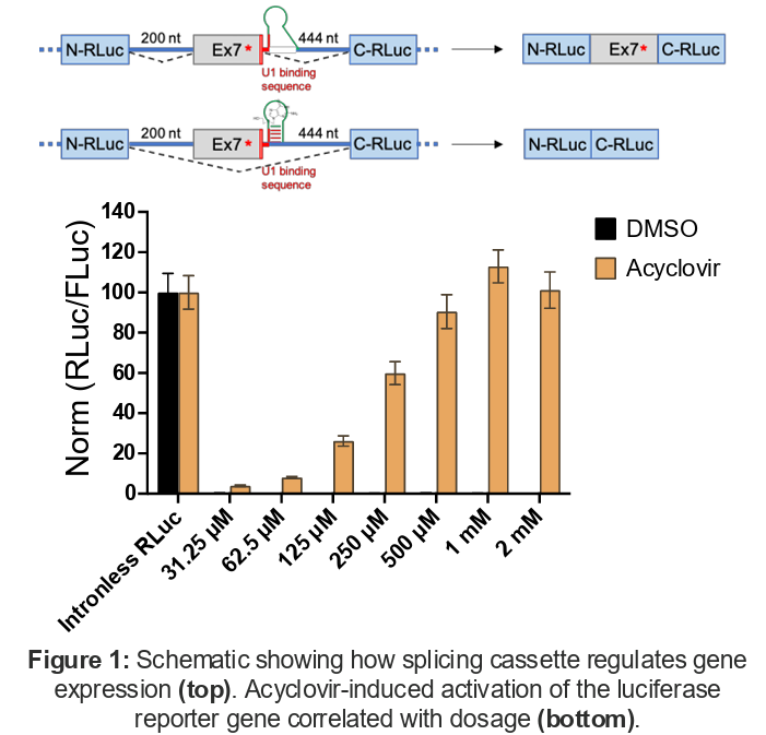 Schematic showing how splicing cassette regulates gene expression.