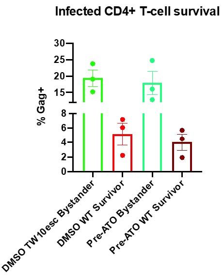CD4+ T cells infected with wild-type HIV have a lower survival rate when pre-treated with ATQ (pre-ATO WT Survivor) compared to those that weren’t (DMSO WT Survivor)