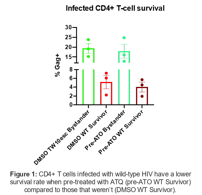 CD4+ T cells infected with wild-type HIV have a lower survival rate when pre-treated with ATQ (pre-ATO WT Survivor) compared to those that weren’t.