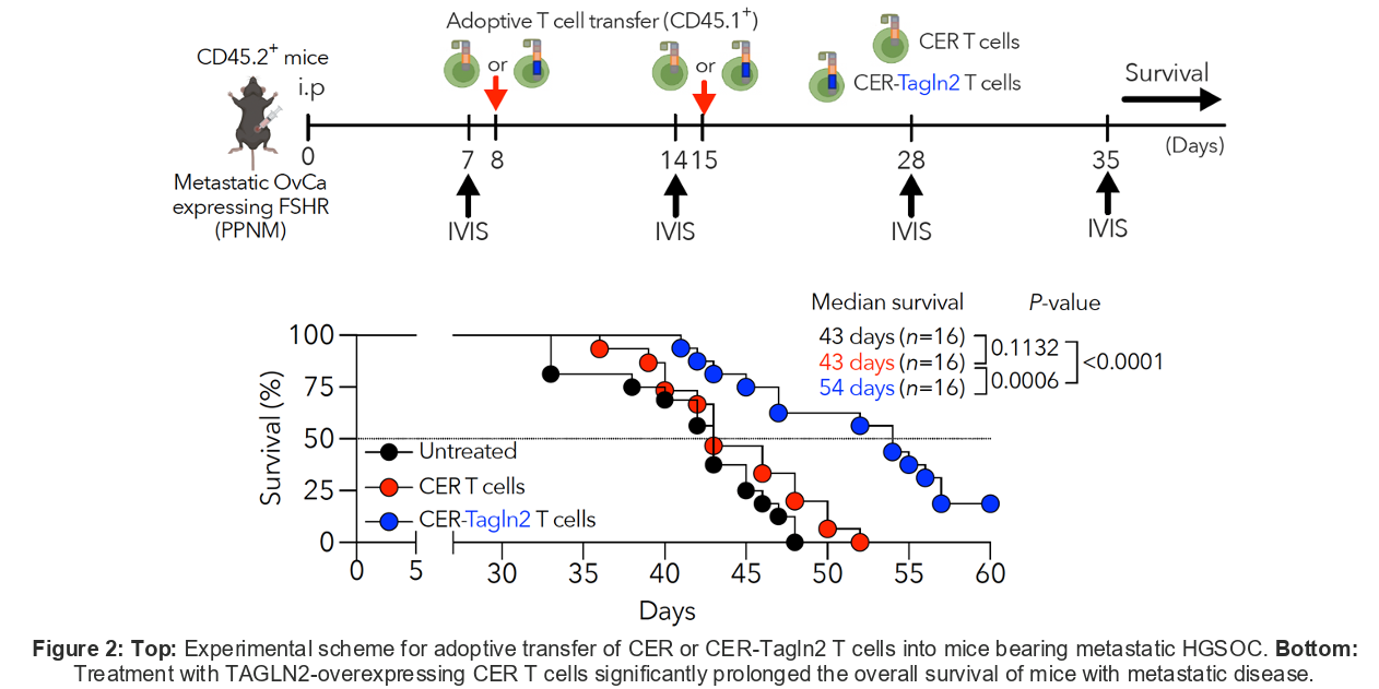 Experimental scheme for adoptive transfer of CER or CER-Tagln2 T cells into mice bearing metastatic HGSOC.