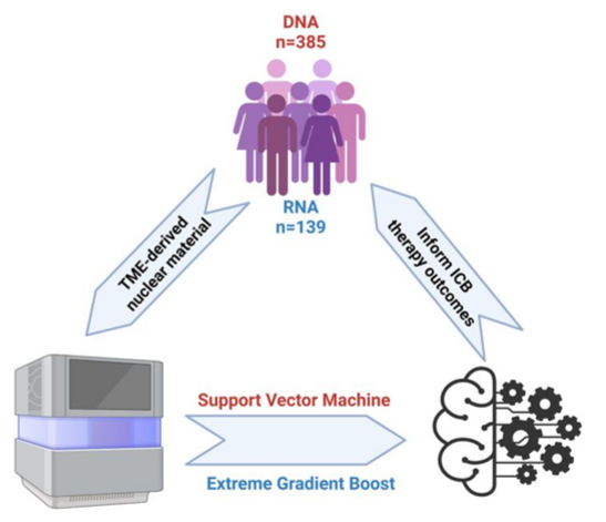 Graphical abstract of XGBOOST and SVM model development.