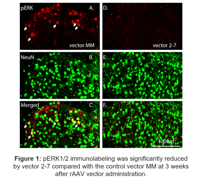 pERK1/2 immunolabeling was significantly reduced by vector 2-7 compared with the control vector MM at 3 weeks after rAAV vector administration.