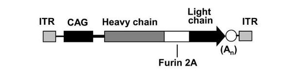 Figure: Design of AAV vector encoding anti-nicotine antibody (AAVrh.10antiNic.Mab)