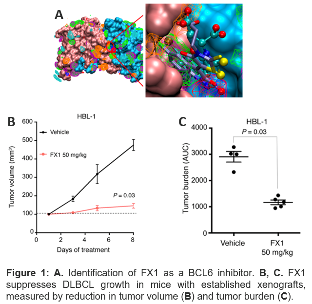 Image of FX1 suppresses DLBCL growth in mice with established xenografts, measured by reduction in tumor volume and tumor burden.