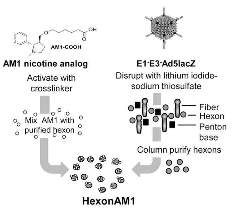 Figure of Production of HexonAM1