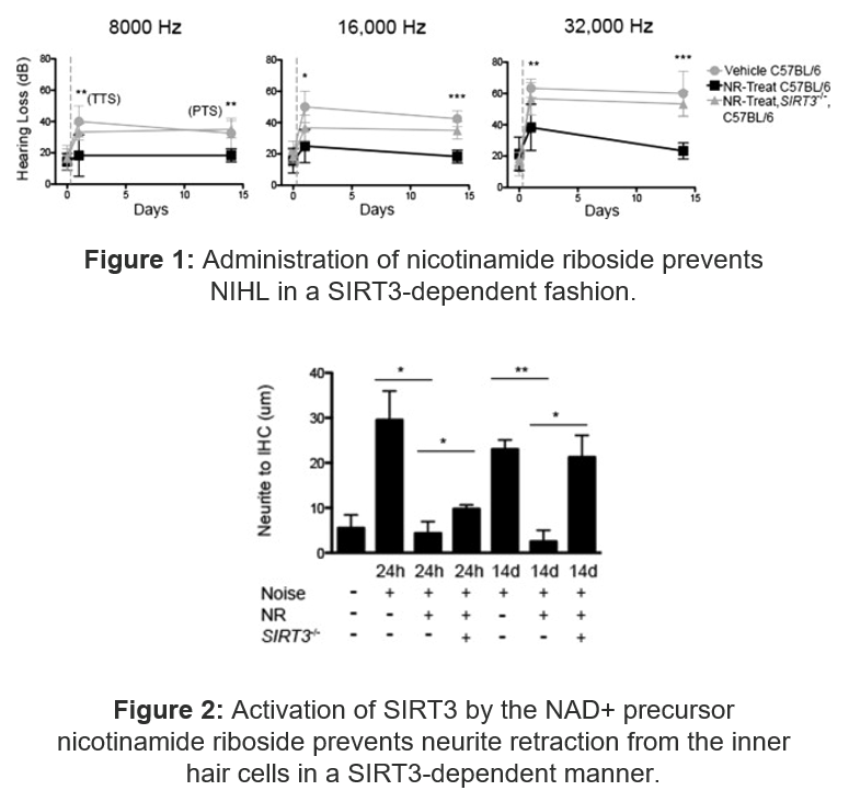 Figure: administration of nicotinamide riboside prevents NIHL in a SIRT3-dependent fashion.