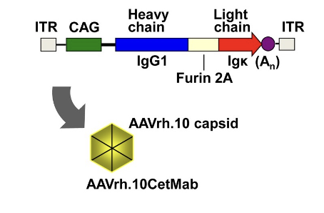 Figure: Design of AAVrh.10 vector expressing anti-EGFR (cetuximab)