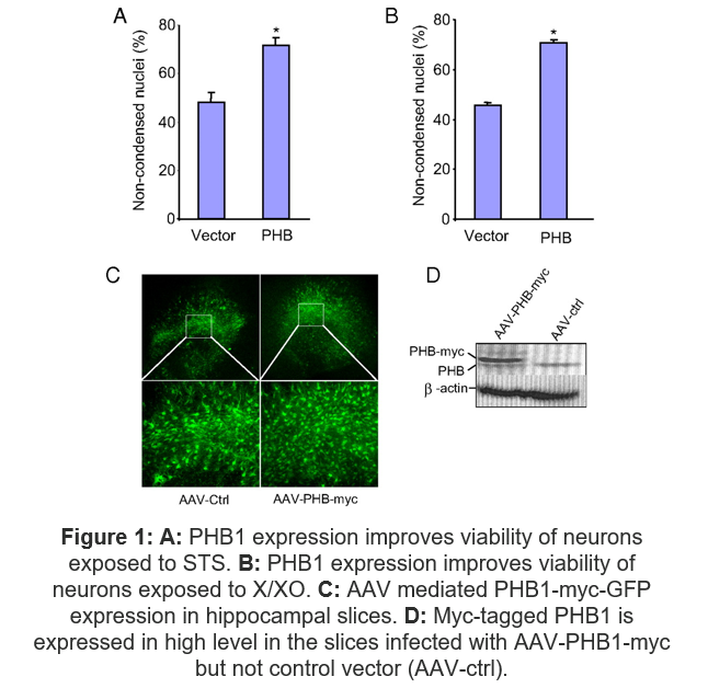 Data proving PHB1 expression improves viability of neurons exposed to X/XO.