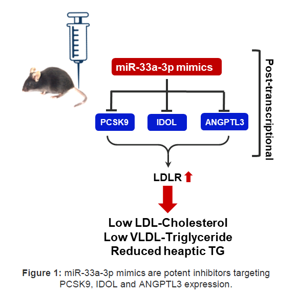 Figure of miRNA-33a-3p micmics targeting of PCSK9, IDOL and ANGPTL3 expression.
