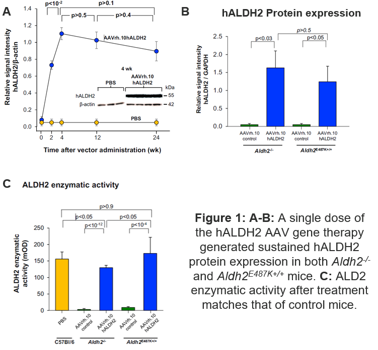 Results of single dose hALDH2 therapy