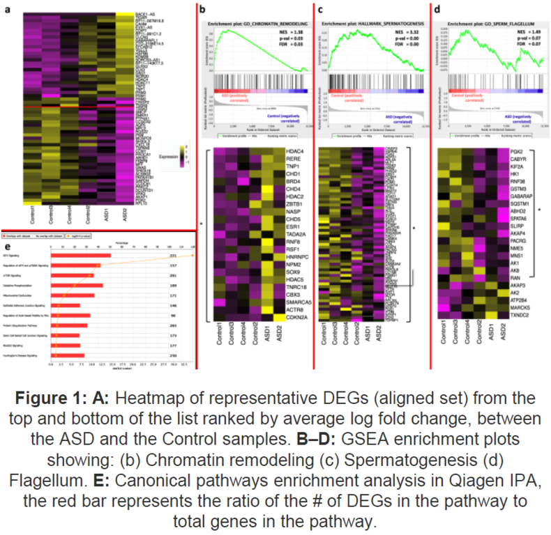 Image showing heatmap of representative DEGs (aligned set) from the top and bottom of the list ranked by average log fold change, between the ASD and the Control samples.