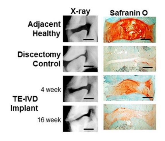 Image of X-ray and histology of adjacent motion segment, discectomy, and TE-IVD at 4 and 16 weeks.