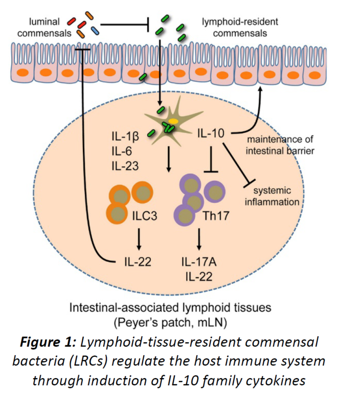 Image of lymphoid-tissue-resident commensal bacteria (LRCs) regulate the host immune system through induction of IL-10 family cytokines.