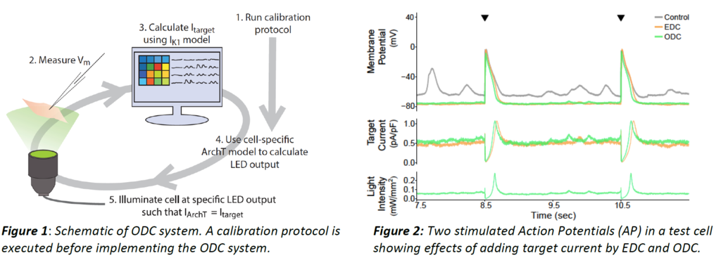 Image showing two stimulated Action Potentials (AP) in a test cell showing effects of adding target current by EDC and ODC.