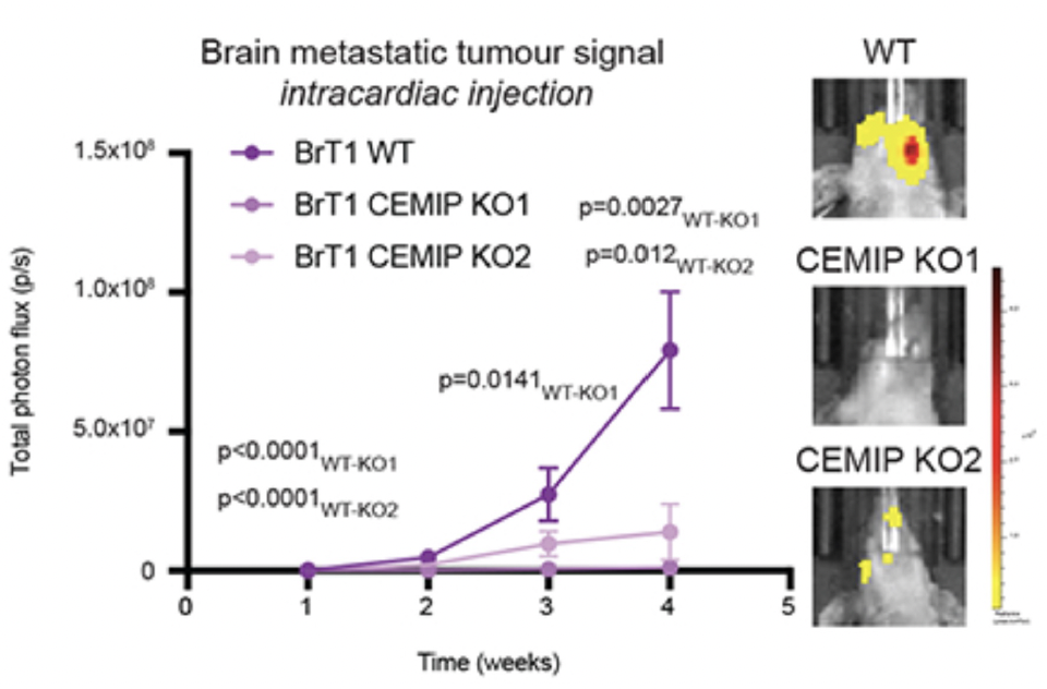 Mice intracardially injected with brain-trophic breast cancer metastatic cells (BrT1) with CEMIP knocked out had decreased brain metastatic tumor signal.