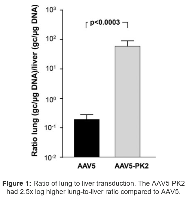 Figure comparing AAV5-PK2 and AAV5 lung-to-liver ratio transduction