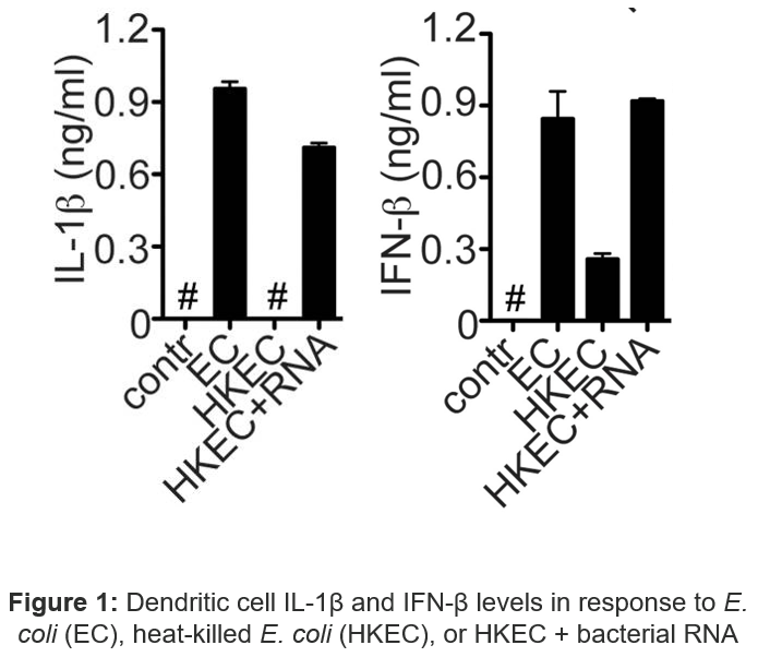 Figure: dendritic cell IL-1β and IFN-β levels in response to E. coli (EC), heat-killed E. coli(HKEC), or HKEC + bacterial RNA.
