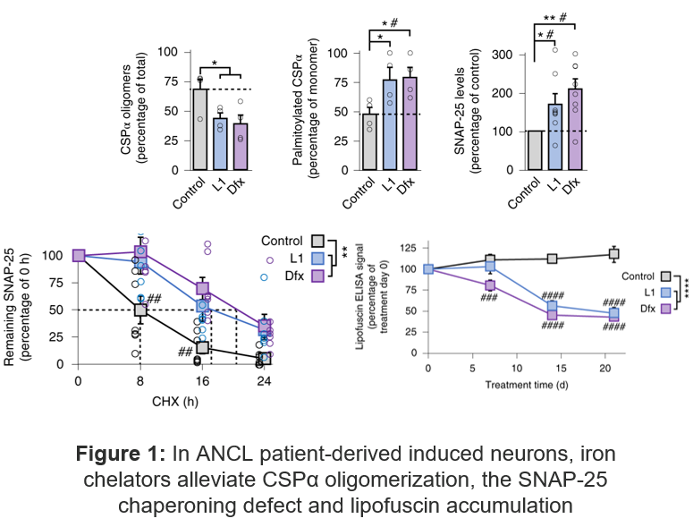 Figure: In ANCL patient-derived induced neurons, iron chelators alleviate CSPα oligomerization, the SNAP-25 chaperoning defect and lipofuscin accumulation.