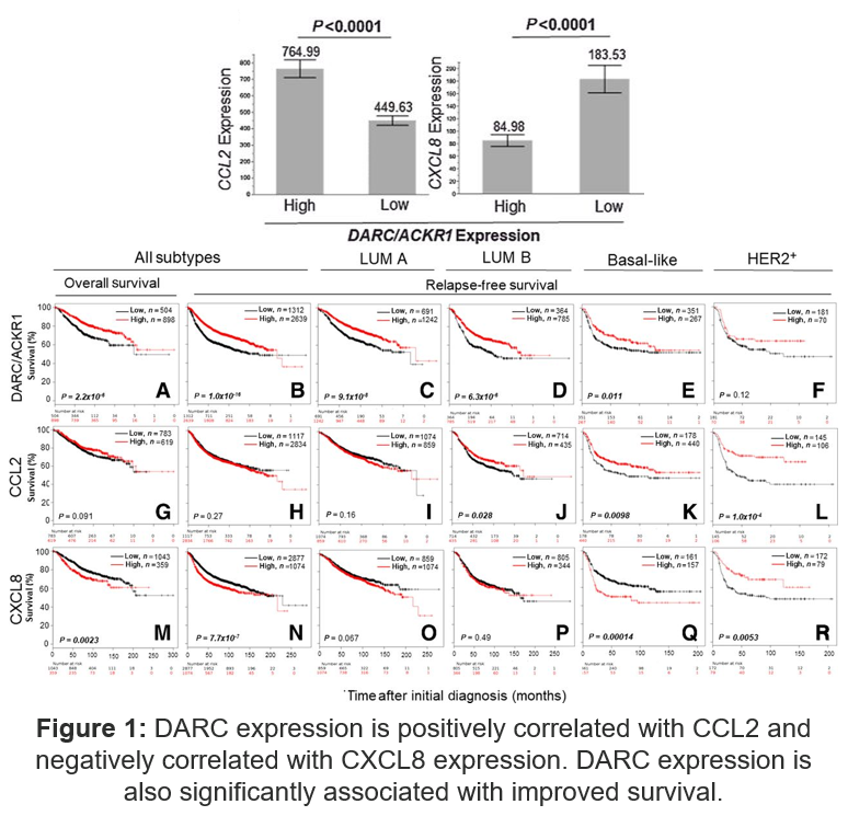 Figure: DARC expression is positively correlated with CCL2 and negatively correlated with CXCL8 expression.