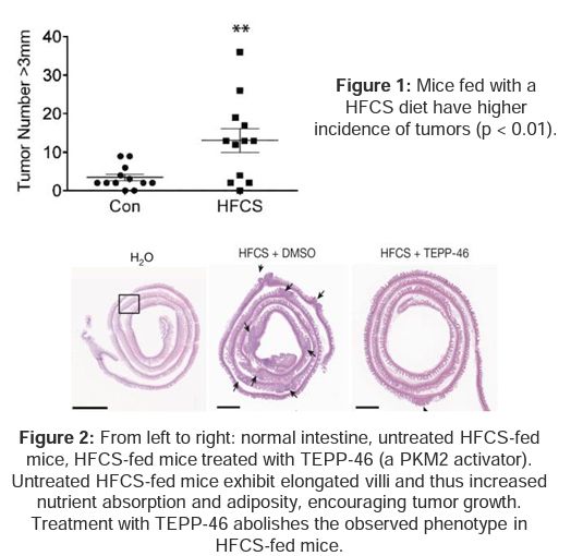 Figure comparing intestines of untreated HFCS-fed mice and HFCS-fed mice treated with TEPP-46 (a PKM2 activator).