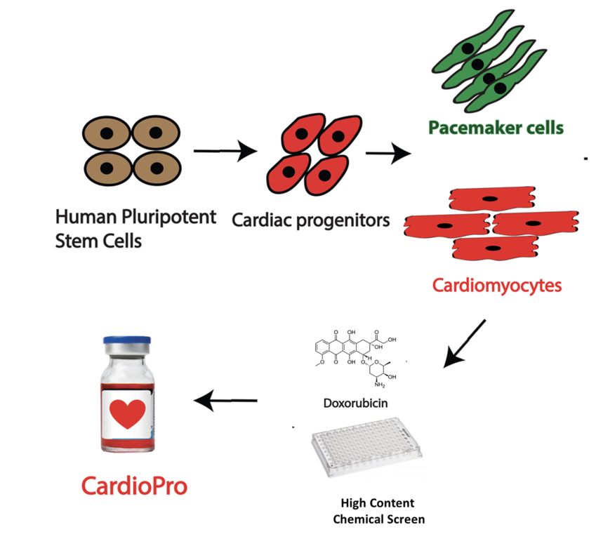 Schematic of screening platform for cardioprotective drugs.