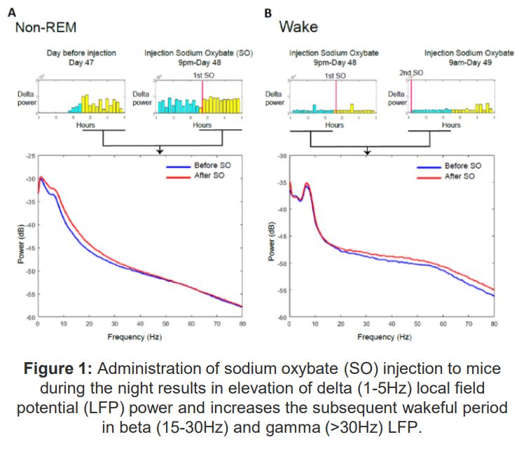 Figure: administration of sodium oxybate (SO) injection to mice during the night results in elevation of delta (1-5Hz) local field potential (LFP) power and increases the subsequent wakeful period in beta (15-30Hz) and gamma (>30Hz) LFP.