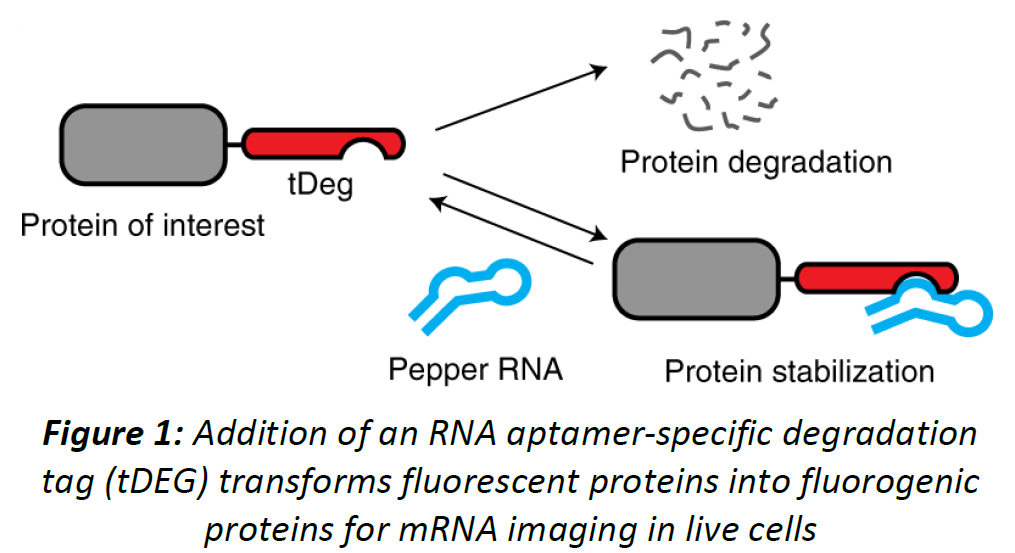 Figure: addition of an RNA aptamer-specific degradation tag (tDEG) transforms fluorescent proteins into fluorogenic proteins for mRNA imaging in live cells.