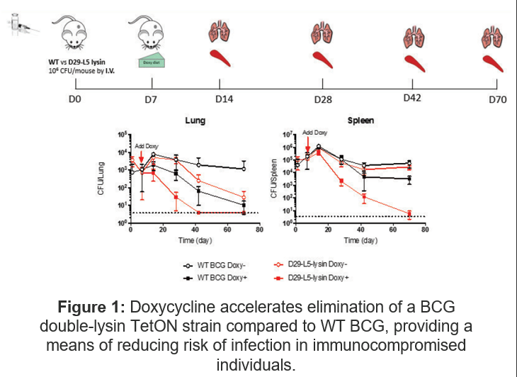 Figure of doxycycline accelerates elimination of a BCG double-lysin TetON strain compared to WT BCG.