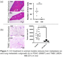 Figure proving CO treatment in animal models reduces liver metastasis.