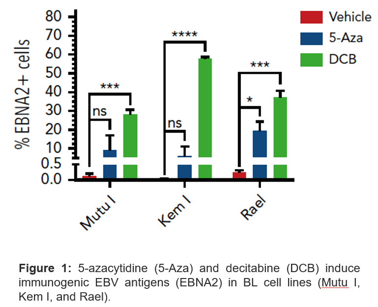 Figure: 5-azacytidine (5-Aza) and decitabine (DCB) induce immunogenic EBV antigens (EBNA2) in BL cell lines (Mutu I, Kem I, and Rael).