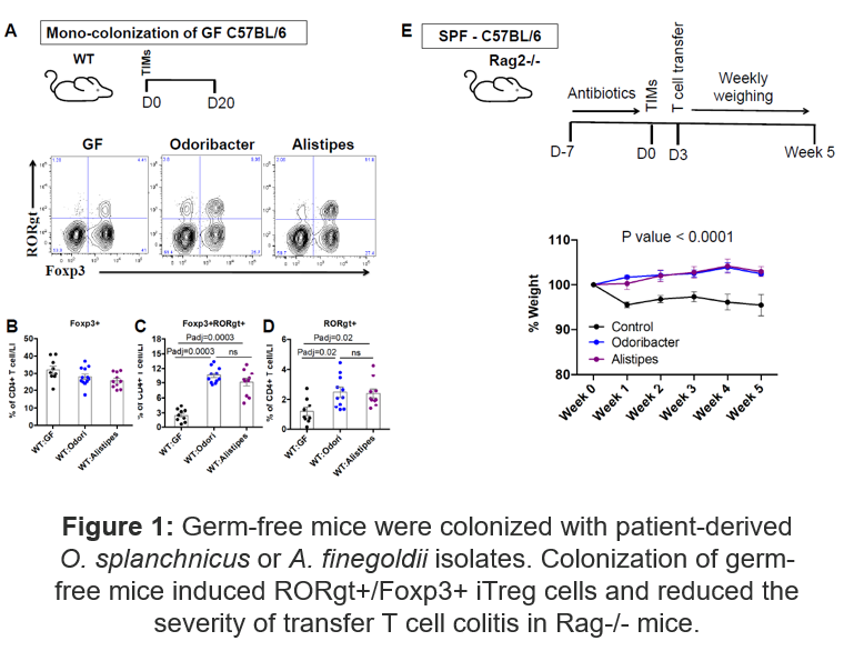 Figure of germ-free mice were colonized with patient-derived O. splanchnicus or A. finegoldii isolates.
