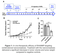 Figure showing in vivo therapeutic efficacy of RHAMMB-targeting combinational nanocomplexes.