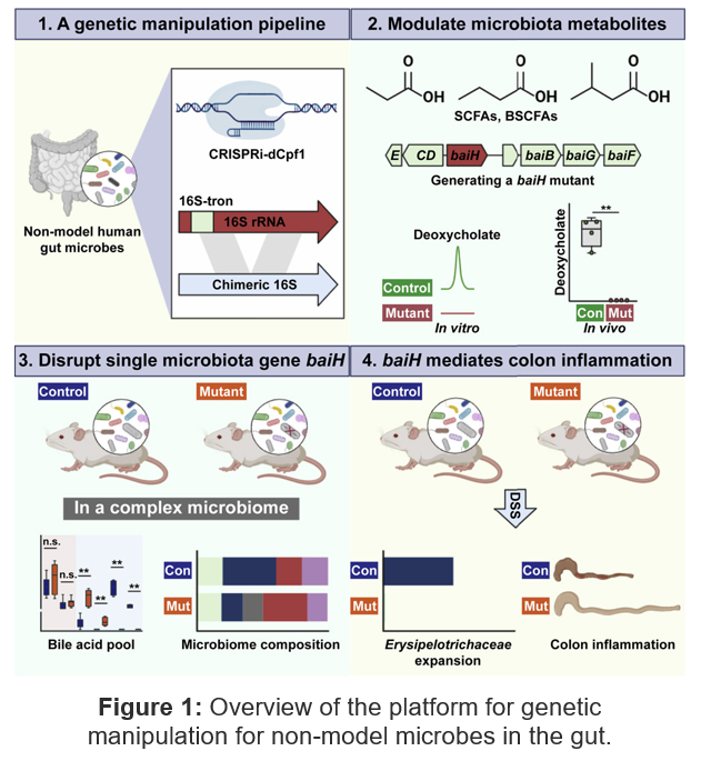 Figure: overview of the platform for genetic manipulation for non-model microbes in the gut.