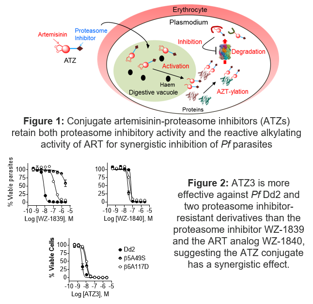 Figure proving ATZ conjugate has a synergistic effect.