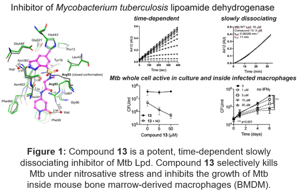 Data proving dissociating inhibitor of Mtb Lpd. Compound 13 selectively kills Mtb under nitrosative stress and inhibits the growth of Mtb inside mouse bone marrow derived macrophages (BMDM).