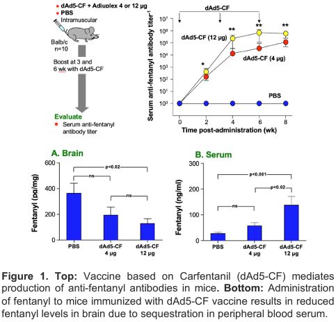 Vaccine based on Carfentanil (dAd5-CF) mediates production of anti-fentanyl antibodies in mice.