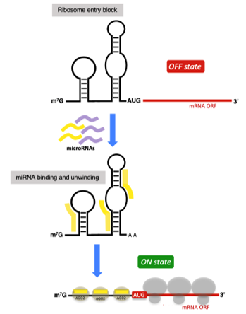 Schematic representation of proposed mechanism of microRNA-mediated regulation of mRNA constructs.