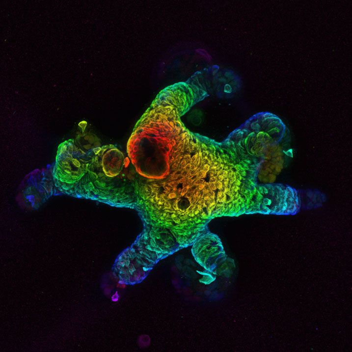 Organoid Developed by the Dow Lab (Provided) Organoid in fluorescent lights