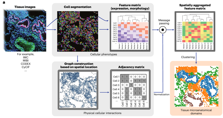 Overview of UTAG, unsupervised discovery of tissue architecture with graphs, deep learning model for biomarker discovery.