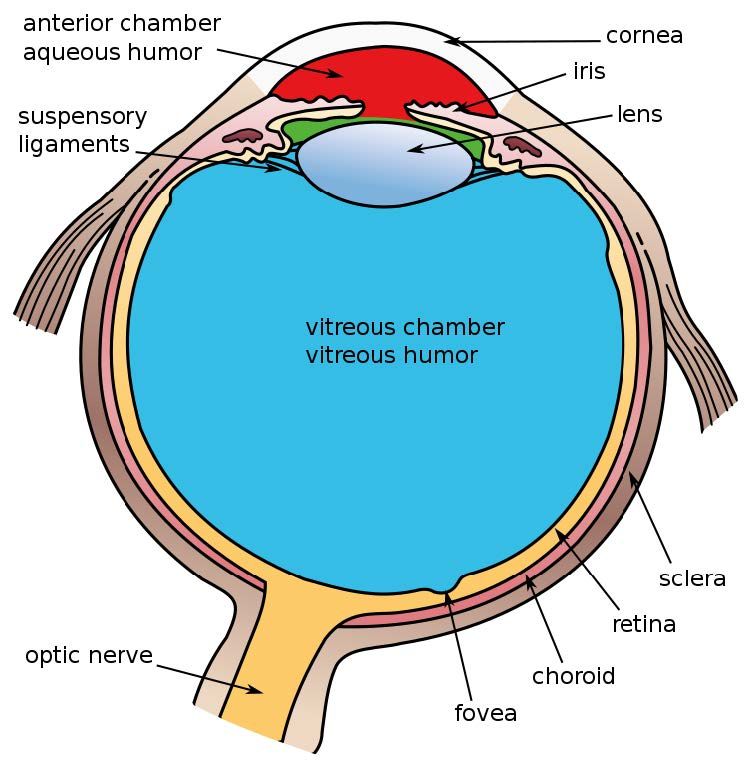 Schematic of the anatomy of the eye